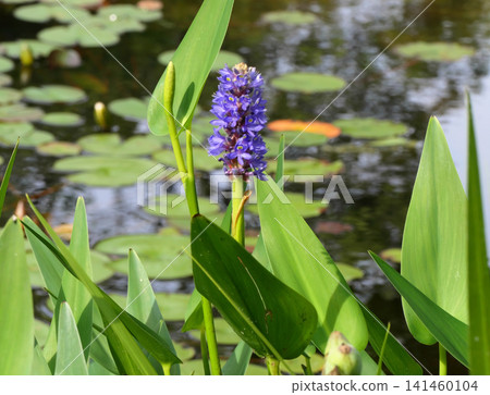 Long-leaved water hyacinth (Pontederia cordata) Long-leaved water hyacinth (Pontederia cordata) 141460104