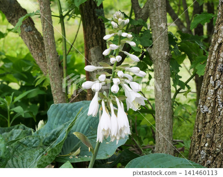 Large-leaved hosta (Hosta) Large-leaved hosta (Hosta) 141460113