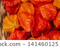 Many ground cherry fruits 141460125