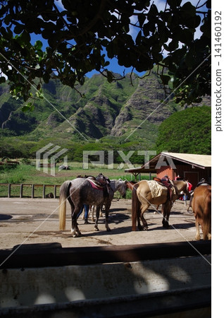 Horses grazing Horses grazing 141460192
