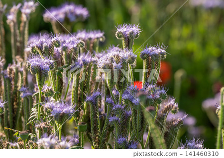 Macro view of Hydrocotyle serrata at dusk Macro view of Hydrocotyle serrata at dusk 141460310