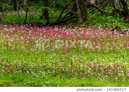 櫻草花,中禪寺湖,千壽濱(栃木縣日光市) 櫻草花,中禪寺湖,千壽濱(栃木縣日光市) 141460317