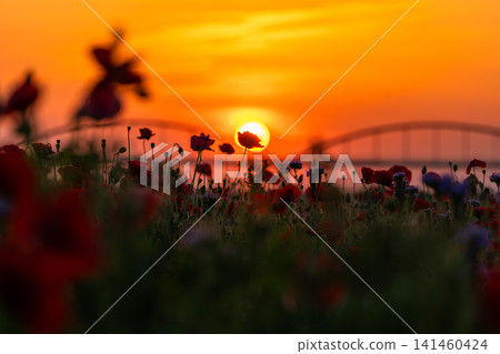 Poppy fields in Konosu at dusk and a fantastical floral landscape. 141460424