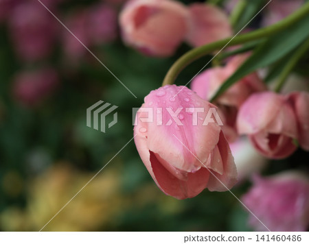 Beautiful tulip flowers that bloomed vividly in May Beautiful tulip flowers that bloomed vividly in May 141460486
