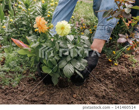 Gardener is planting dahlias on the garden bed. Gardener is planting dahlias on the garden bed. 141460514