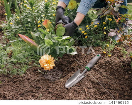 Gardener is planting dahlias on the garden bed. Gardener is planting dahlias on the garden bed. 141460515
