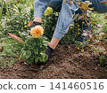 Gardener is planting dahlias on the garden bed. 141460516