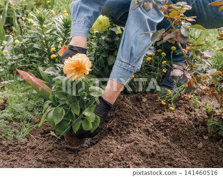 Gardener is planting dahlias on the garden bed. Gardener is planting dahlias on the garden bed. 141460516
