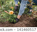 Gardener is planting dahlias on the garden bed. 141460517