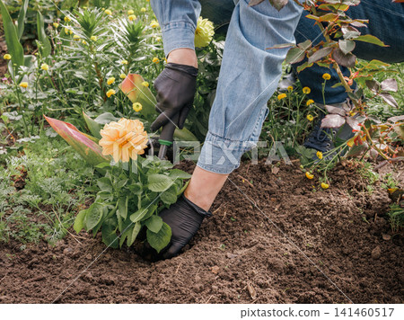 Gardener is planting dahlias on the garden bed. Gardener is planting dahlias on the garden bed. 141460517