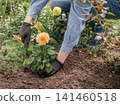 Gardener is planting dahlias on the garden bed. 141460518