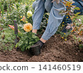 Gardener is planting dahlias on the garden bed. 141460519
