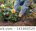 Gardener is planting dahlias on the garden bed. 141460520