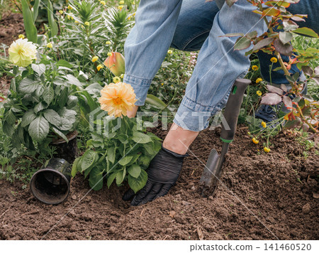 Gardener is planting dahlias on the garden bed. Gardener is planting dahlias on the garden bed. 141460520