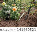 Dahlia in the flower pot and just planted one on the flower bed. 141460521
