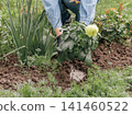 Gardener is planting dahlias on the garden bed. 141460522