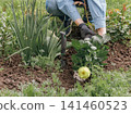 Gardener is planting dahlias on the garden bed. 141460523