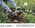 Gardener is planting dahlias on the garden bed. 141460524