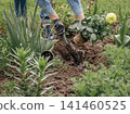 Gardener is planting dahlias on the garden bed. 141460525