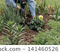 Gardener is planting dahlias on the garden bed. 141460526