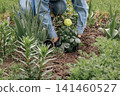 Gardener is planting dahlias on the garden bed. 141460527