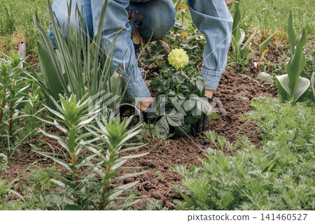 Gardener is planting dahlias on the garden bed. Gardener is planting dahlias on the garden bed. 141460527