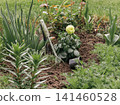 Planted dahlia and the flower pot on the flower bed. 141460528