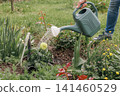 Watering a yellow dahlia flower from the watering can 141460529