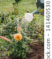 Watering a dahlia flower from the watering can 141460530