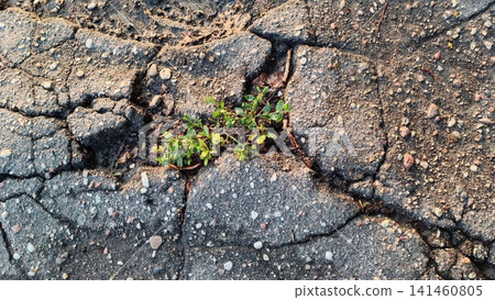 Small Plant Growing Through Asphalt Crack Small Plant Growing Through Asphalt Crack 141460805