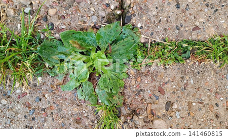 Plantain and Grass Growing in Concrete Crack Plantain and Grass Growing in Concrete Crack 141460815