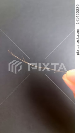 Close up of a light brown hair strand held between two fingers, revealing visible split ends against a dark background. Close up of a light brown hair strand held between two fingers, revealing visible split ends against a dark background. 141460826