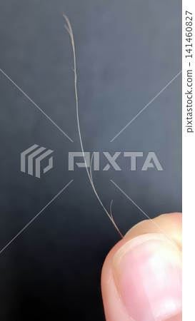 Close up of a light brown hair strand held between two fingers, revealing visible split ends against a dark background. Close up of a light brown hair strand held between two fingers, revealing visible split ends against a dark background. 141460827