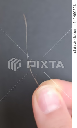 Close up of a light brown hair strand held between two fingers, revealing visible split ends against a dark background. Close up of a light brown hair strand held between two fingers, revealing visible split ends against a dark background. 141460828