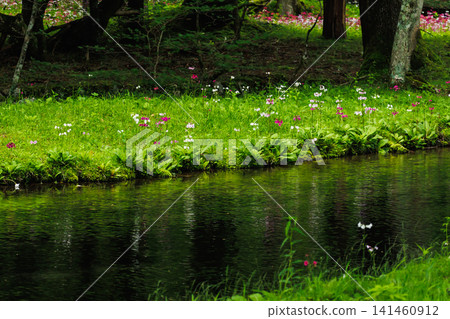 櫻草花,中禪寺湖,千壽濱(栃木縣日光市) 櫻草花,中禪寺湖,千壽濱(栃木縣日光市) 141460912