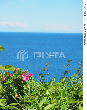 The sea, the blue sky, and pink flowers The sea, the blue sky, and pink flowers 141461067