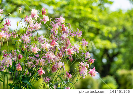 Pink columbines blooming vividly against a backdrop of fresh greenery. Pink columbines blooming vividly against a backdrop of fresh greenery. 141461166