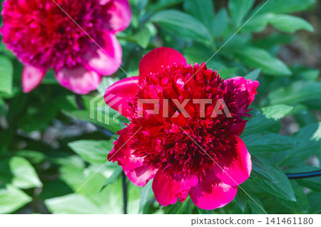 Early summer flowers: Peonies in full bloom and green leaves Early summer flowers: Peonies in full bloom and green leaves 141461180
