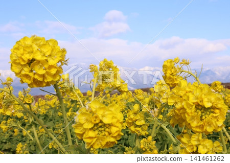 Snow-capped mountains seen through a field of rapeseed flowers Snow-capped mountains seen through a field of rapeseed flowers 141461262