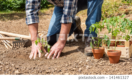 Planting tomato seedlings in the ground by hand. Agriculture. Planting tomato seedlings in the ground by hand. Agriculture. 141461327