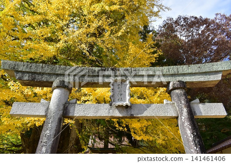 Tsutsuga ginkgo ginkgo ginkgo ginkgo Hiroshima Tsutsuga ginkgo ginkgo ginkgo ginkgo Hiroshima 141461406