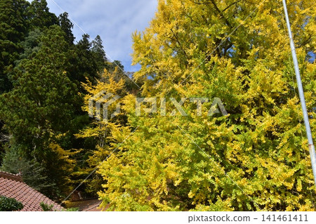 Tsutsuga ginkgo ginkgo ginkgo ginkgo Hiroshima Tsutsuga ginkgo ginkgo ginkgo ginkgo Hiroshima 141461411