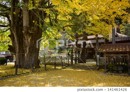 Tsutsuga ginkgo ginkgo ginkgo ginkgo Hiroshima Tsutsuga ginkgo ginkgo ginkgo ginkgo Hiroshima 141461426