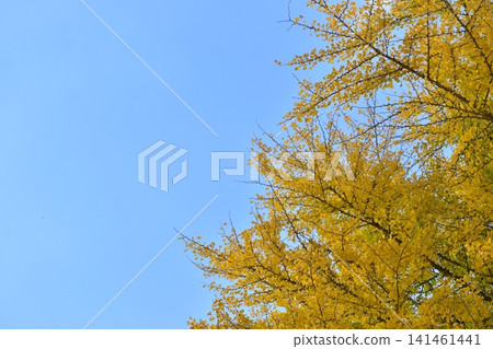 Tsutsuga ginkgo ginkgo ginkgo ginkgo Hiroshima 141461441