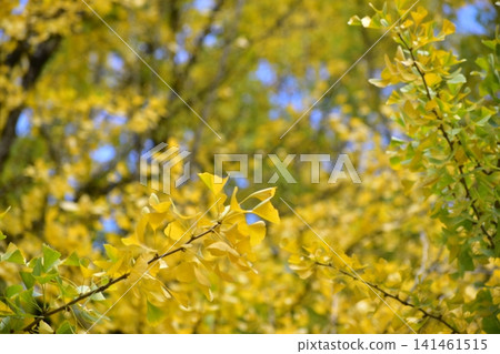 Tsutsuga ginkgo ginkgo ginkgo ginkgo Hiroshima Tsutsuga ginkgo ginkgo ginkgo ginkgo Hiroshima 141461515