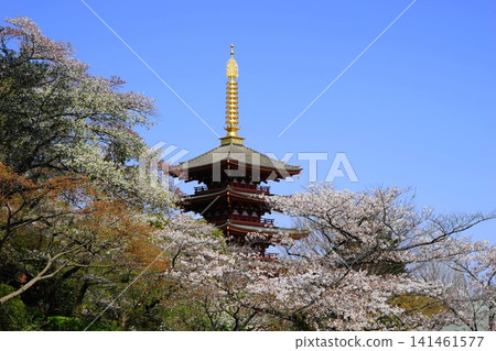 A five-story pagoda surrounded by cherry blossoms - April, Hino 71 Cherry blossoms and a five-story pagoda/Takahata Fudo Temple A five-story pagoda surrounded by cherry blossoms - April, Hino 71 Cherry blossoms and a five-story pagoda/Takahata Fudo Temple 141461577