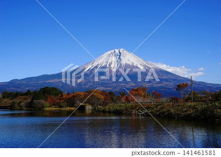 富士山與狸湖的秋葉映襯著藍天-11月,富士宮 102 富士山與狸湖的秋葉 富士山與狸湖的秋葉映襯著藍天-11月,富士宮 102 富士山與狸湖的秋葉 141461581