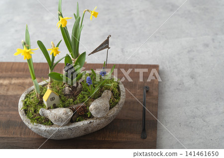 微型花園風格的球根植物組合,包括水仙和風信子。 微型花園風格的球根植物組合,包括水仙和風信子。 141461650