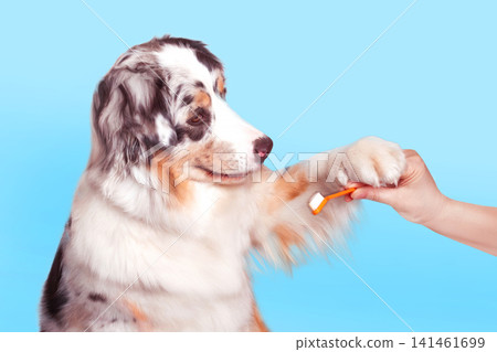 Aussie dog holds an orange toothbrush in paw with a human hand. Oral hygiene, animal care blue background close up photo Aussie dog holds an orange toothbrush in paw with a human hand. Oral hygiene, animal care blue background close up photo 141461699