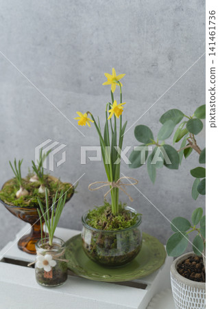 A botanical interior featuring yellow daffodils in a glass container and sprouting bulbous plants. A botanical interior featuring yellow daffodils in a glass container and sprouting bulbous plants. 141461736